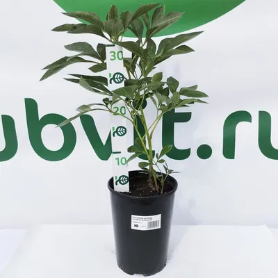 Пион Дюшес де Немур – Paeonia Duchesse de Nemours.
