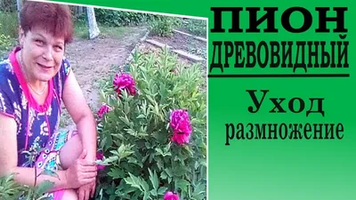 Древовидные пионы - посадка и уход, обрезка и укрытие на зиму