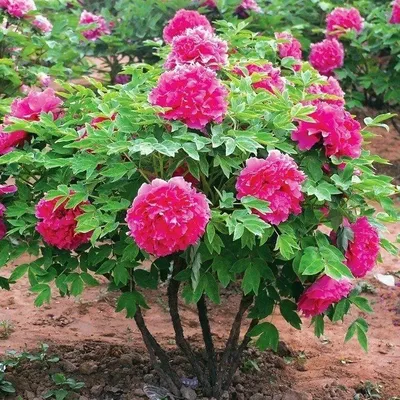 Пион древовидный \"Red Flower Hidden Among Twigs\" купить в питомнике  растений с доставкой по Самаре и Самарской области, рассада, выращивание,  посадка и уход