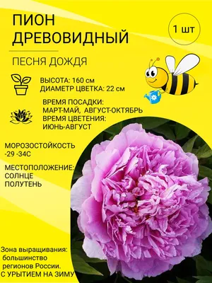 Купить Пион Древовидный Фуксия недорого по цене 380руб.|Garden-zoo.ru