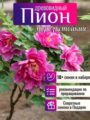 ТОП-5 древовидных пионов для Подмосковья | Дизайн садов - protoART.ru | Дзен