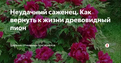 Купить Пион древовидный - цена на саженцы и крупномеры.