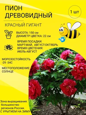 Пион древовидный Две Сестры | Купить саженцы в питомнике Мир Садовод, Крым