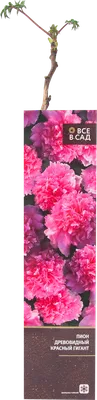 Пион древовидный Букет Розовых Гвоздик, купить саженцы пиона древовидного  букет розовых гвоздик в Москве в питомнике недорого!
