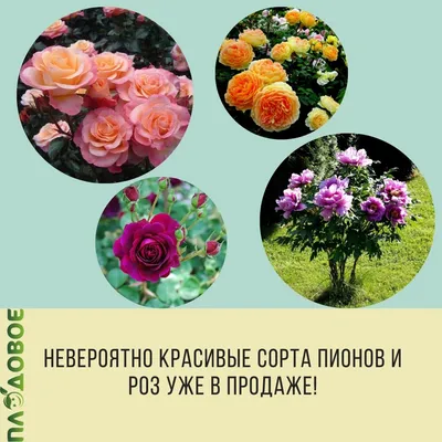 Выращиваем древовидные пионы правильно: основные рекомендации  цветоводов-профессионалов - Посадика