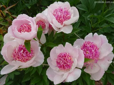 ᐅ Пион \"Ду Телл\" (Paeonia \"Do Tell\") купить по цене производителя  ✓доставкой почтой в магазине ❀Пролисок❀ Украина - Интернет-магазин  «Пролисок» - садовые растения почтой