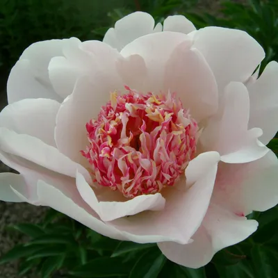 Пион “Ду Телл” (Paeonia “Do Tell”) купить в Украине на Roslynky.Market