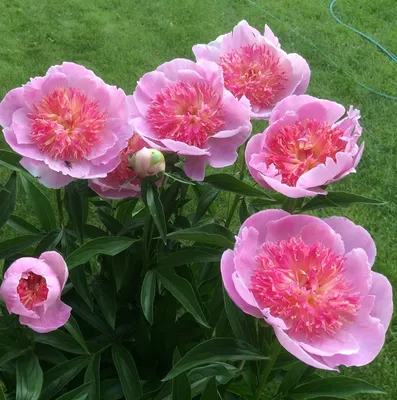 Пион травянистый ДУ ТЕЛЛ (Paeonia Do Tell) / Садовый центр Селятино
