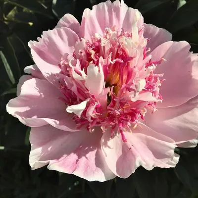 Пион Ду Телл – Paeonia Do Tell