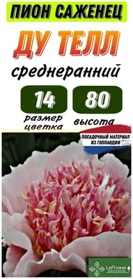 Пион Do Tell - купить пионы в Украине, цена, фото и описание