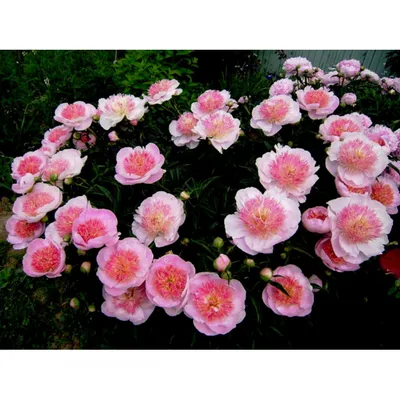 Пион Ду Телл Paeonia Do tell