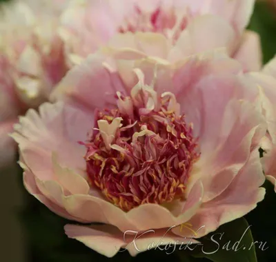 Пион Ду Телл (Paeonia Do Tell)