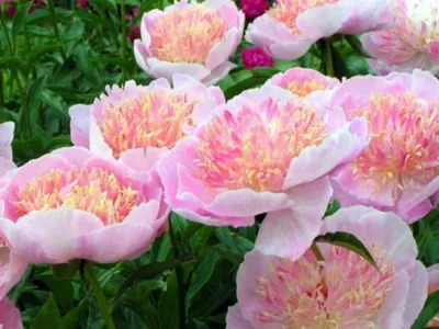 Пион Ду Телл – Paeonia Do Tell