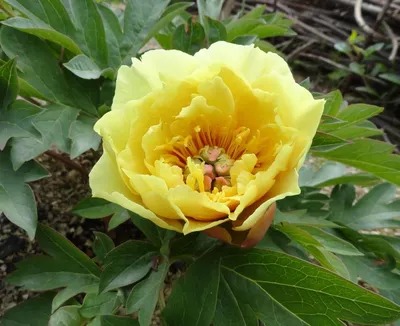 Пион Ду Телл молочноцветковый (Paeonia Do tell) С6 на Пульсе Цен, купить в  Санкт-Петербурге