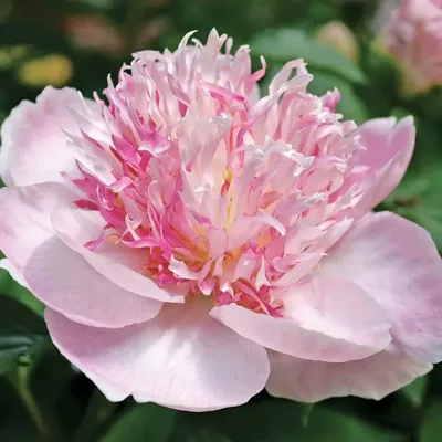 Пион Ду Телл – Paeonia Do Tell