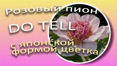 Луковицы Пионы купить по выгодной цене в интернет-магазине OZON (1293723232)