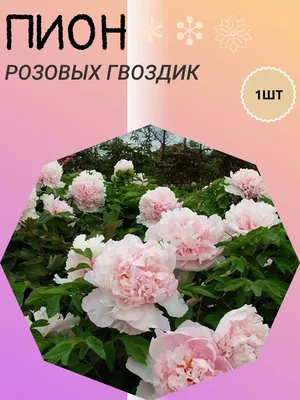 ПИОНЫ