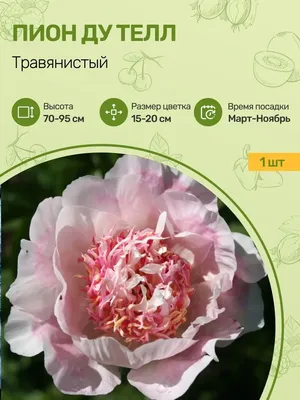 Пион DO TELL, пион ду телл