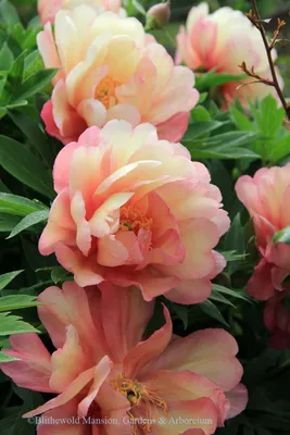 Пион Джулия Роуз – Paeonia Julia Rose