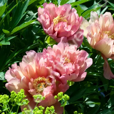 Пион Джулия Роуз – Paeonia Julia Rose