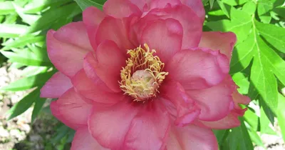 ᐅ Пион Ито \"Джулия Роуз\" (Paeonia Itoh \"Julia Rose\") купить по цене  производителя ✓доставкой почтой в магазине ❀Пролисок❀ Украина -  Интернет-магазин «Пролисок» - садовые растения почтой