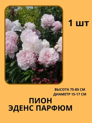 Пион травянистый Эденс Парфюм саженцы купить в Москве по цене от 500 руб.
