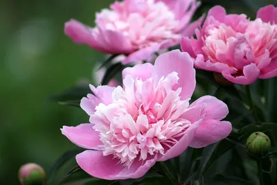 Садовые цветы Paeonia Grand Prosperity — купить по низкой цене на Яндекс  Маркете