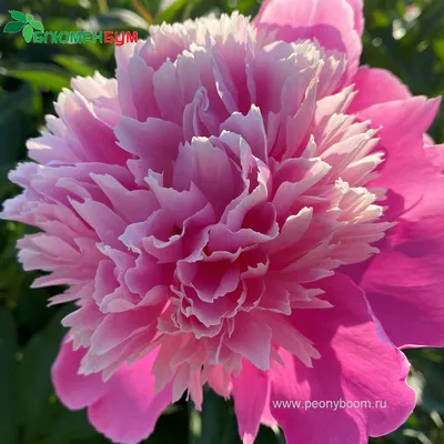 Пион Эдулис Суперба (Paeonia Edulis Superba)