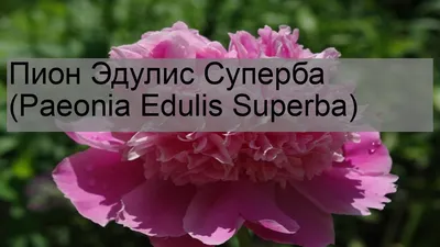 Пион Эдулис Суперба (Paeonia Edulis Superba) - YouTube