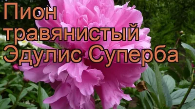 Пион Эдулис Суприм | «Сад Онлайн»