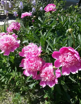 Пион травянистый Эдулис Суперба (paeonia) 🌿 обзор: как сажать, рассада пиона  Эдулис Суперба - YouTube