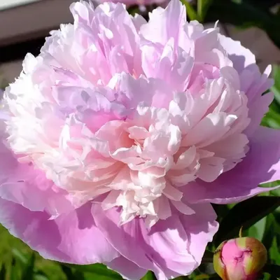 Пион Травянистый Энджел Чикс (Paeonia) Саженец/Разбор 2/Корень/Открытая  (корень) — купить в интернет-магазине по низкой цене на Яндекс Маркете