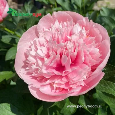 Luchshiy pion Этчед Салмон - пионы - My Peony Society