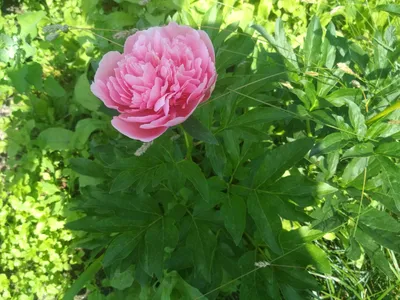 Пион Этчед Салмон (Paeonia Etched Salmon)