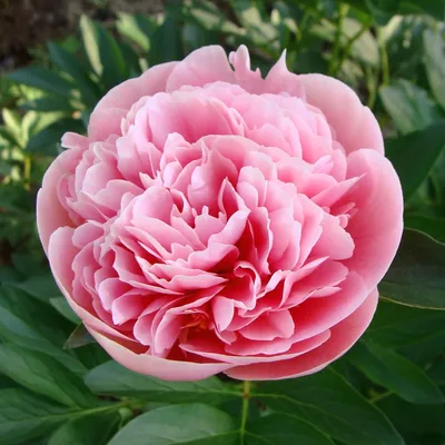 Paeonia 'Etched Salmon' - Садовые ноты
