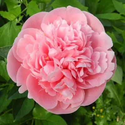 Пион травянистый ЭТЧЕД САЛМОН (Paeonia Etched Salmon) / Садовый центр  Селятино