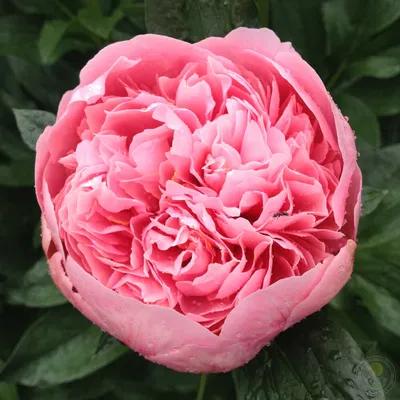 Пион Этчед Салмон – Paeonia Etched Salmon