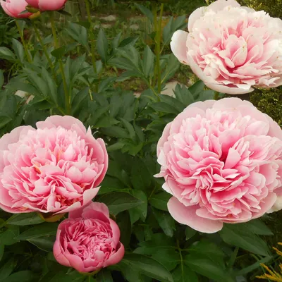 Пион Этчед Салмон (Paeonia Etched Salmon / Gui yu) купить в Москве по  низкой цене из питомника, доставка почтой по всей России | Интернет-магазин  Подворье