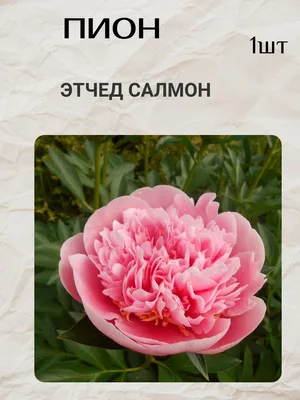 Пион ETCHED SALMON купить, пион этчед салмон купить | Пионы, Цветок,  Цветение