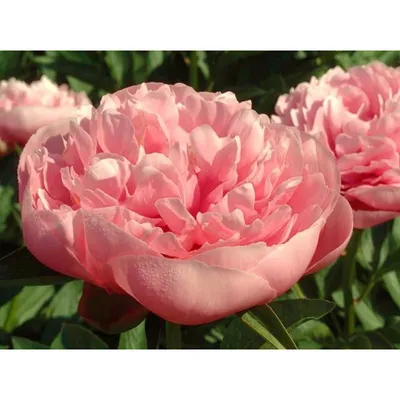Букет из пионов Этчед Салмон (Paeonia Etched Salmon): цена 7 200.00 руб.