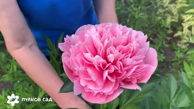 Пион Этчед Салмон – Paeonia Etched Salmon