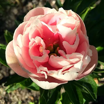 Paeonia hybr 'Etched Salmon' - пион 'Этчед Салмон'- питомник растений  Санкт-Петербург