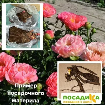 Пион молочноцветковый Этчед Салмон купить в Москве по цене от 2000 рублей