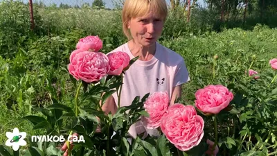 Etched Salmon peony. Этчед Салмон пион. Пулков сад - YouTube