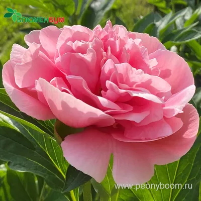 ᐅ Пион \"Этчед Самон\" (Paeonia \"Etched Salmon\") купить по цене производителя  ✓доставкой почтой в магазине ❀Пролисок❀ Украина - Интернет-магазин  «Пролисок» - садовые растения почтой