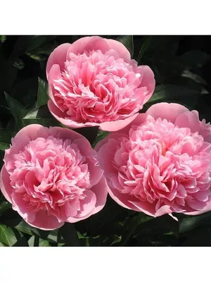 Пион Этчед Салмон – Paeonia Etched Salmon
