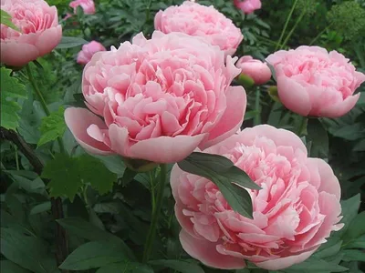 Paeonia 'Etched Salmon' - Садовые ноты