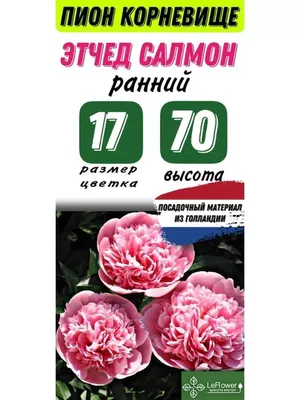 Купить изысканный букет розовых коралловых пионов! - Пермь. Доставка