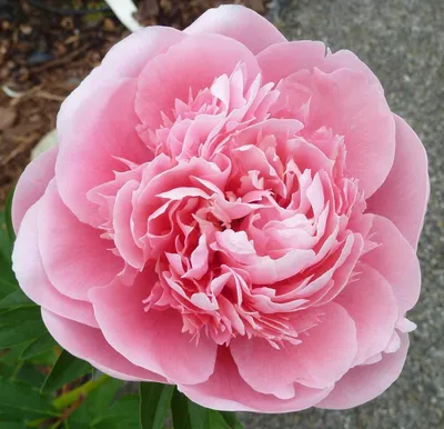 Paeonia hybr 'Etched Salmon' - пион 'Этчед Салмон'- питомник растений  Санкт-Петербург