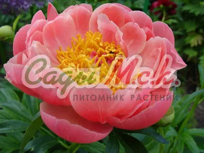 Ито-Пион Салмон Глори (Salmon Glory): описание, фото, посадка и уход, отзывы